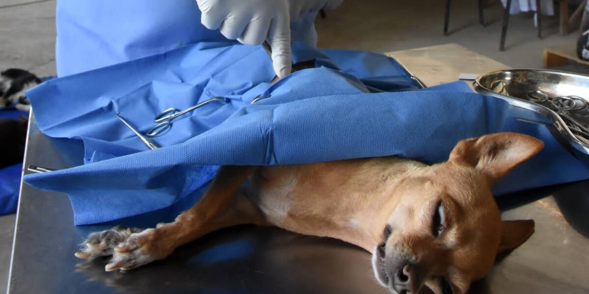 esterilización canina