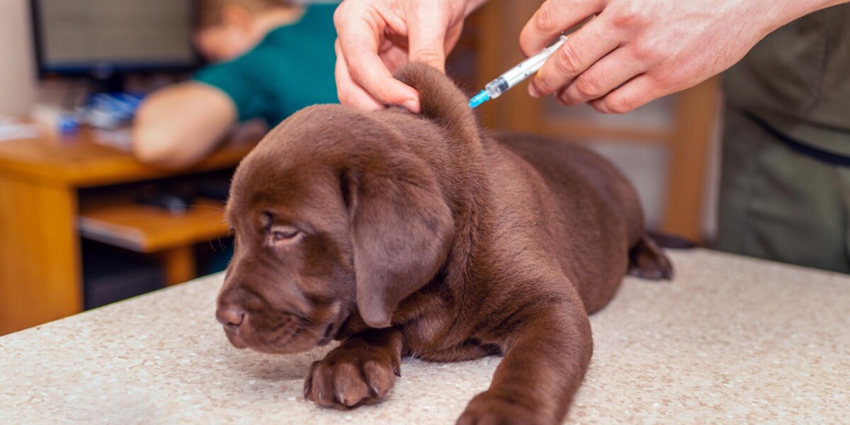 Cuadro de vacunas para cachorros